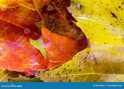 Folhas De Outono Congeladas Gelo Neles Foto De Stock Imagem De