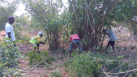 Bamboo Arboretum Kilifi 2 Africa Plantation Capital Manage Flickr