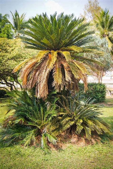 How To Deal With Common Sago Palm Pests Diseases