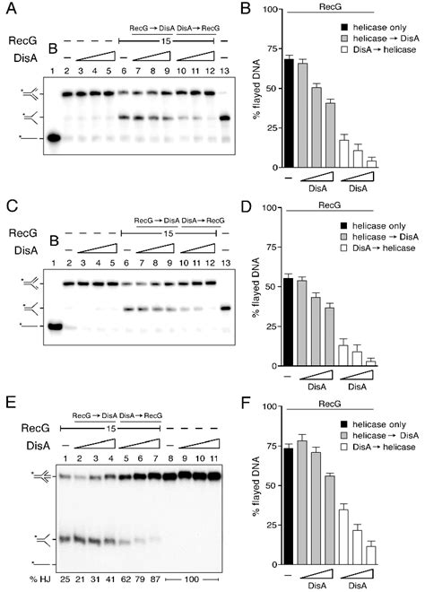 Disa Inhibits Recg Mediated Fork Reversal And Hj Regression A C And