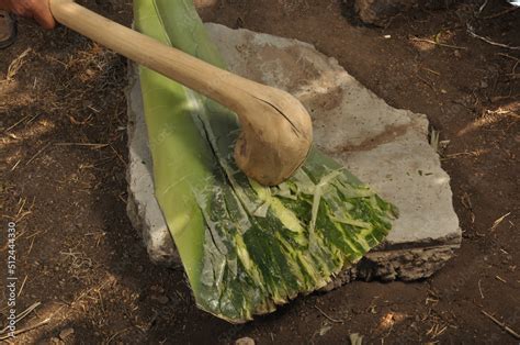 Macerado De Penca De Maguey Para Fabricar Fibras E Hilo De Prendas De