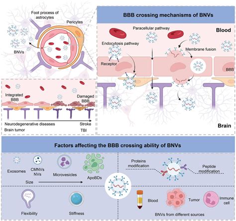 The Biological Transport Mechanisms Including Endocytosis Paracellular