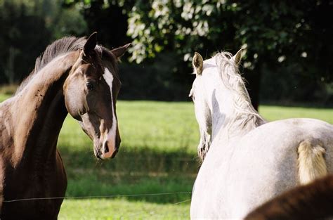 Tři roky vězení za anální sex S koněm MAGAZÍN cz