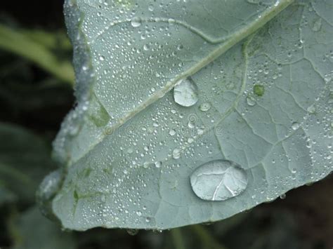 Pingos De Chuva Nas Folhas Da Couve flor As Plantas Da Couve flor Estão