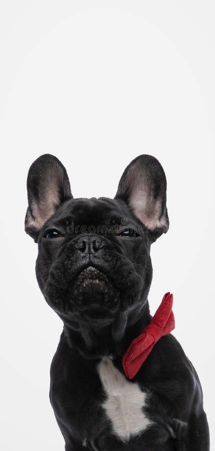 Cute French Bulldog Dog Wearing A Red Bowtie Stock Image Image Of