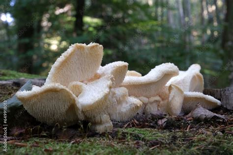 Amazing Mushroom Hericium Cirrhatum Is A Saprotrophic Fungus Commonly