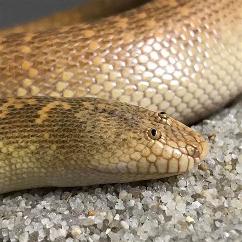 Arabian sand boa. It looks like a child’s best effort at drawing a