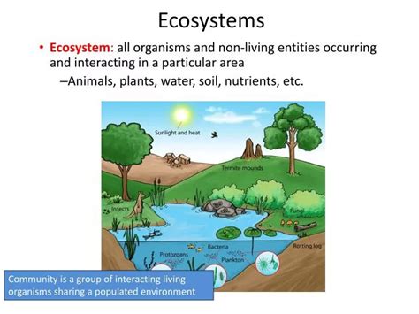 Ppt Ecosystems Powerpoint Presentation Free Download Id 2229105