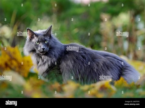 Blue Norwegian Forest Cat Female In Garden In Autumn Stock Photo Alamy