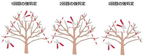 さくらんぼの木を剪定しよう！剪定時期、方法、必要なものとは？