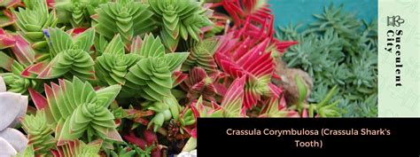 Crassula Corymbulosa Crassula Shark S Tooth Succulent City