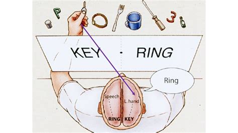 2 Split Brain Research Youtube