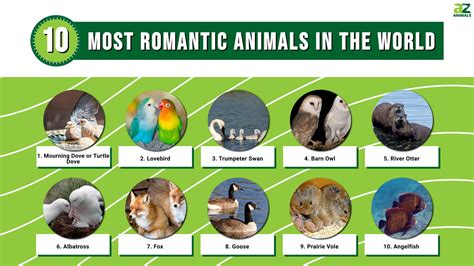 Top 10 Most Romantic Animals In The World A Z Animals