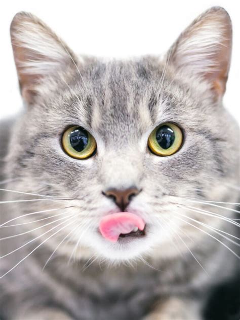 Why Do Cats Stick Their Tongues Out Story The Discerning Cat