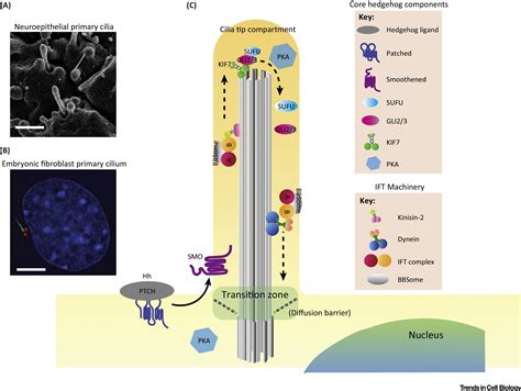 Microtubule Motors Drive Hedgehog Signaling In Primary Cilia Trends In