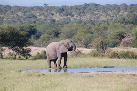 Fotos Gratis Naturaleza Aventuras Fauna Silvestre Salvaje Manada