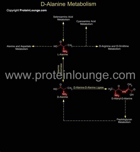 Biological Databases and Tools - D-Alanine Metabolism | Protein Lounge