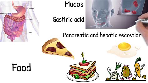 Malabsorption - Simply explained. symptoms, causes, treatment - YouTube