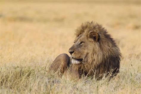 Lion Male Panthera Leo Lying Dry Grassland Looking Rest His Stock Photo