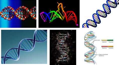 Nucleic Acid - Polymers