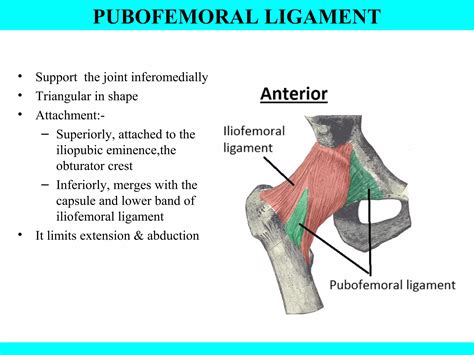 Hip Joint Anatomy Ppt