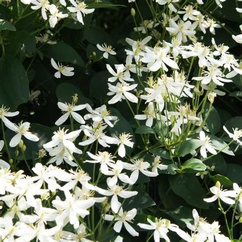 11 Flowering Vines That Grow In The Shade