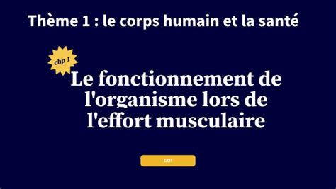 Le Fonctionnement De L Organisme Lors De L Effort Musculaire