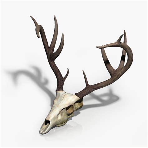 3d Model Deer Skull