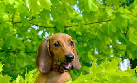 Dachshund Puppy Poses While Walking Among The Green Foliage Of Maple