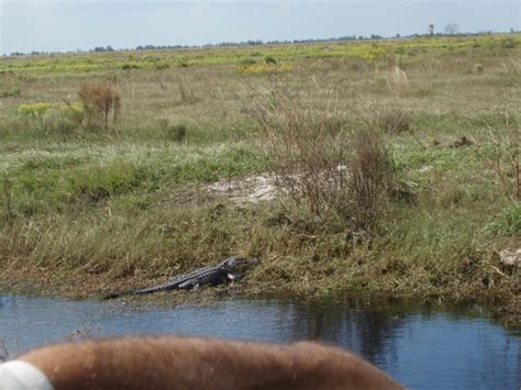 Alligator At Ten Thousand Islands Nwr American Alligator A Flickr