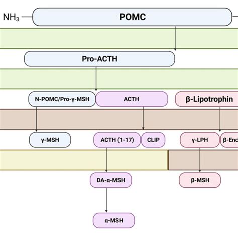 Cleavage Of Precursor Protein Pro Opiomelanocortin POMC