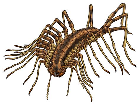 House Centipede By Prodigyduck On Deviantart