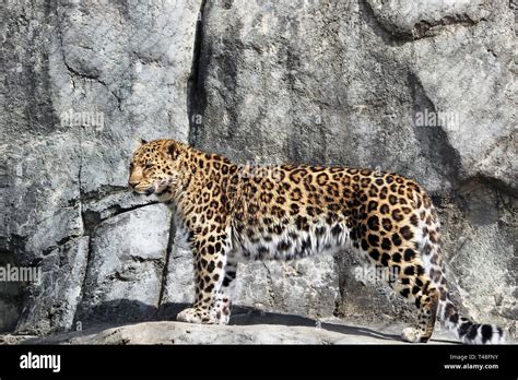 Amur Leopard Panthera Pardus Orientalis Turtle Back Zoo West Orange