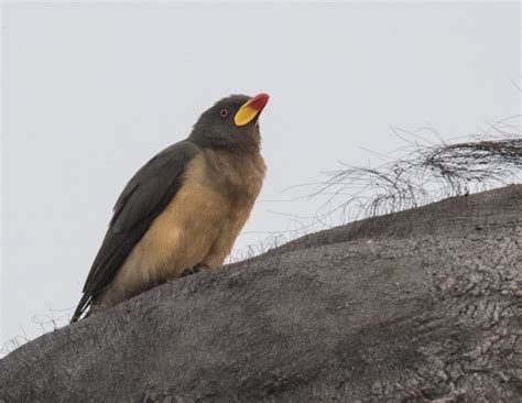 Yellow-billed Oxpecker - Owen Deutsch Photography