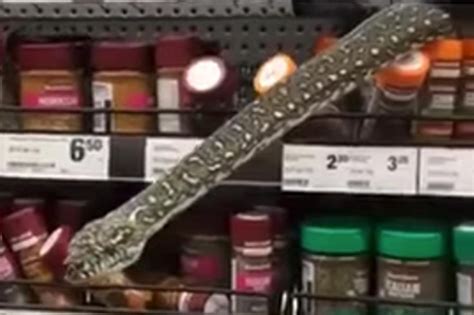 10-foot python surprises shoppers at Australian supermarket