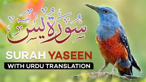 surah yasin  midroll ads yaseen  urdu translation quran