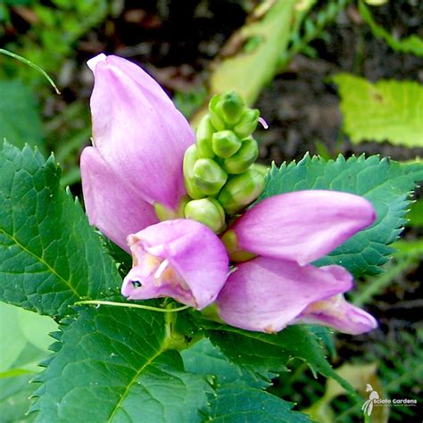 Chelone Lyonii Hot Lips 1 Hot Lips Pink Turtlehead Scioto Gardens Nursery