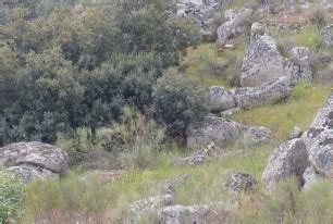 Vamos Bien Nacen En Los Montes De Toledo Los Primeros Cuatro Cachorros