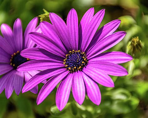 African Daisy Dimorphotheca Ecklonis Photograph By Luis Ga Lugamor Pixels