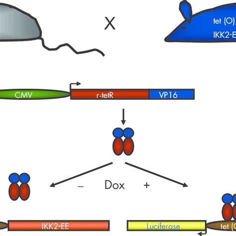 Scheme Of The Inducible Transgenic Mouse Model Double Transgenic Mice