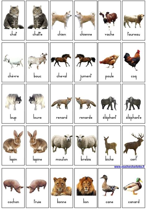 Imagier Animaux Apprendre Les Animaux Animaux En Francais