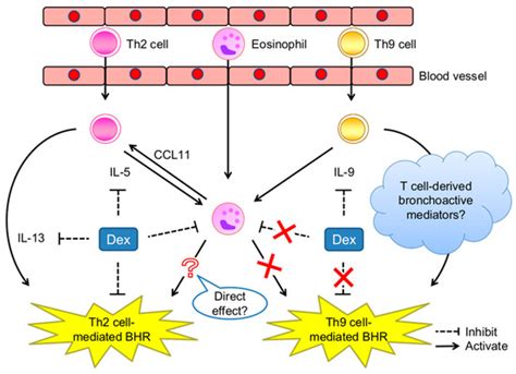 Ijms Free Full Text Potential Mechanisms Of T Cell Mediated And