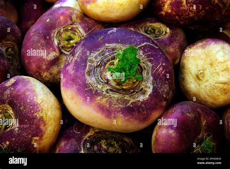 A Selection Of Hand Picked Organic Turnips From The Farmers Market