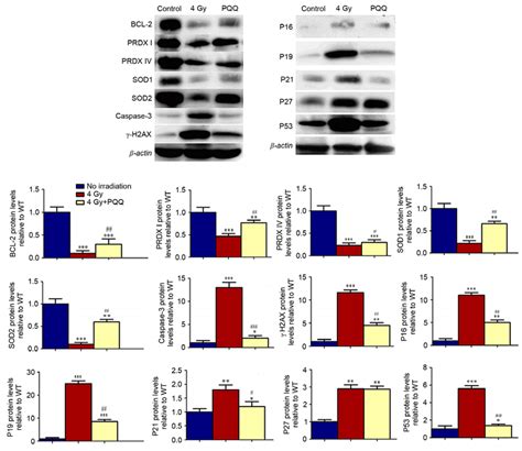 Effects Of Pqq On Cell Cycle Proteins And Antioxidant Proteins Of