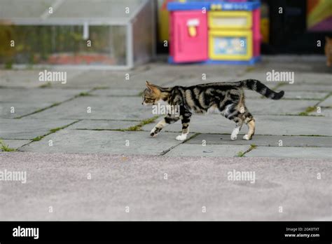 Very cute kitty Stock Photo - Alamy