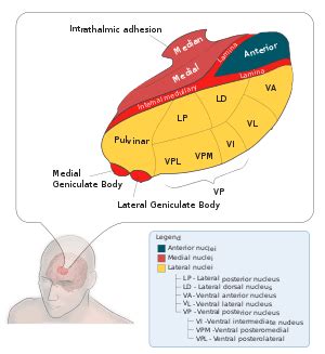 Lateral Geniculate Nucleus The Lateral Geniculate Nucleus Of The