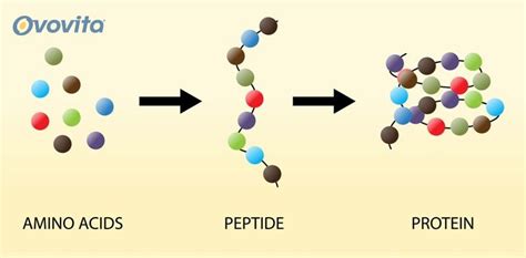 Protein chất đạm là gì vai trò của protein đối với cơ thể