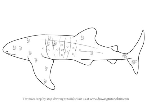 Whale Shark Outline Drawing / Whale shark silhouette / outline off ...