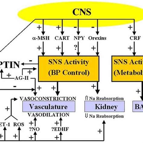 The Insulin Signalling Cascade With A Summary Of Insulin Actions