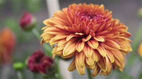 Chrysanthemum Flower - Meaning, Symbolism and Colors | Flower Meanings